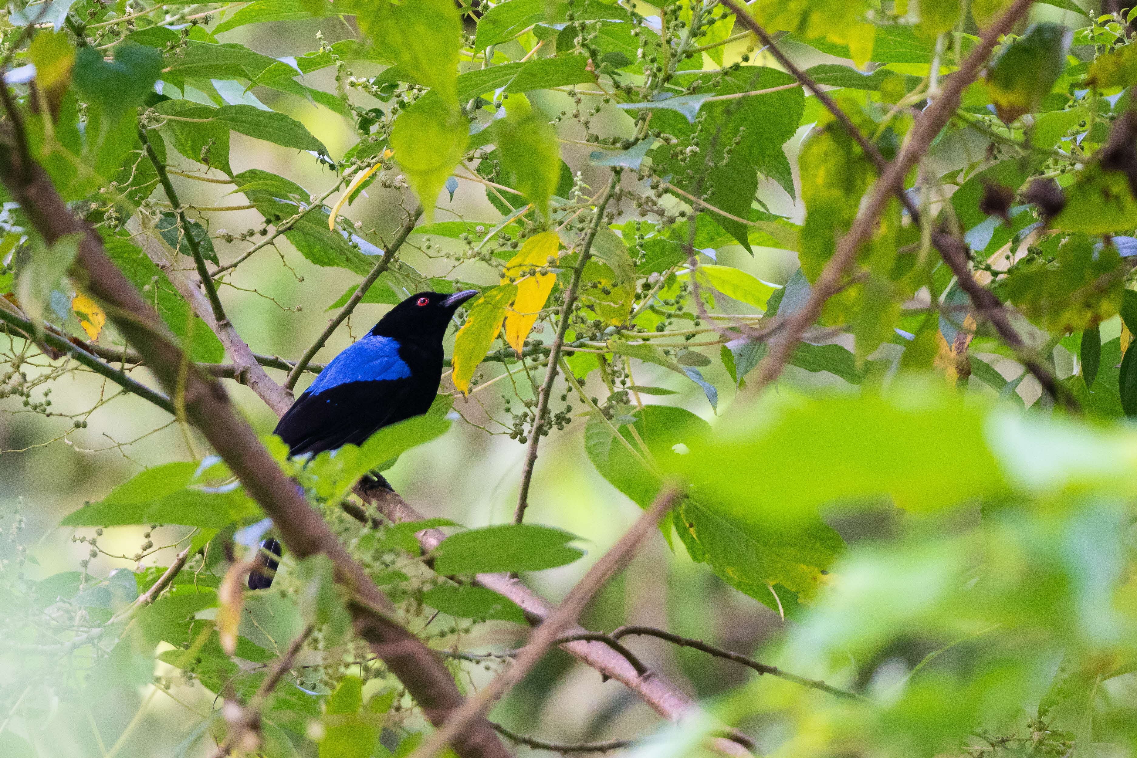 Black coloured bird with blue feathers on its wings